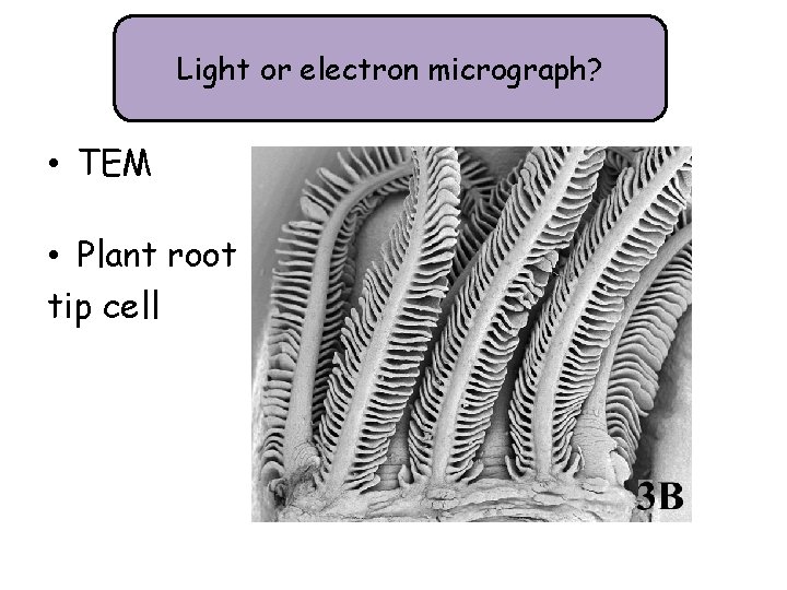 Light or electron micrograph? • TEM • Plant root tip cell 