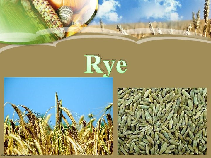 Rye 