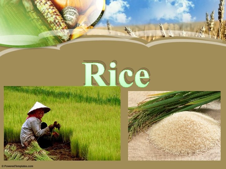 Rice 