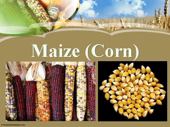 Maize (Corn) 