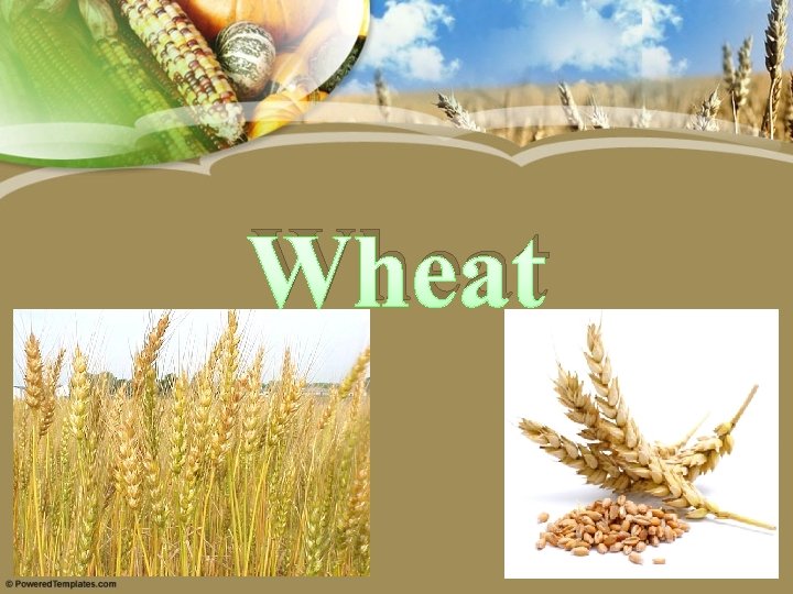Wheat 