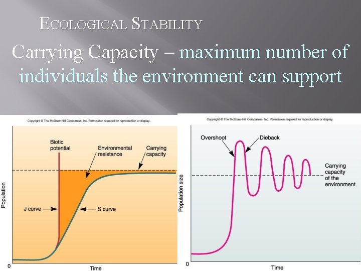 ECOLOGICAL STABILITY Carrying Capacity – maximum number of individuals the environment can support 