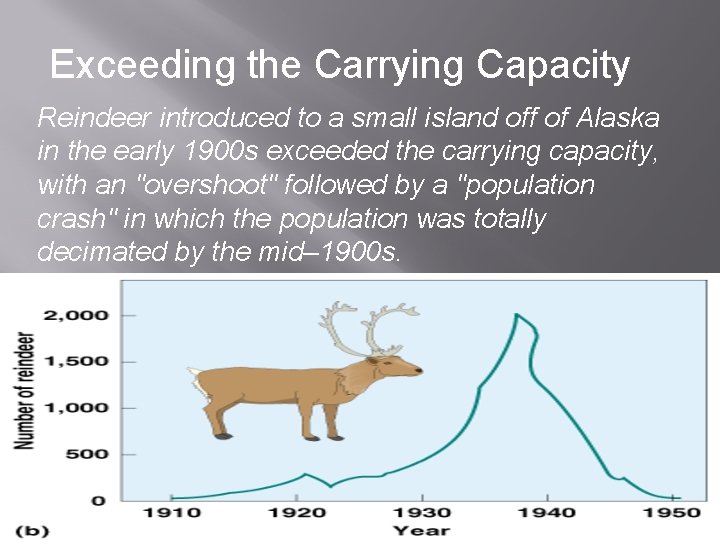 Exceeding the Carrying Capacity Reindeer introduced to a small island off of Alaska in