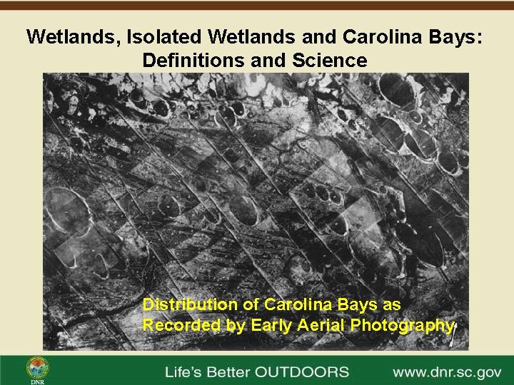 Wetlands, Isolated Wetlands and Carolina Bays: Definitions and Science Distribution of Carolina Bays as