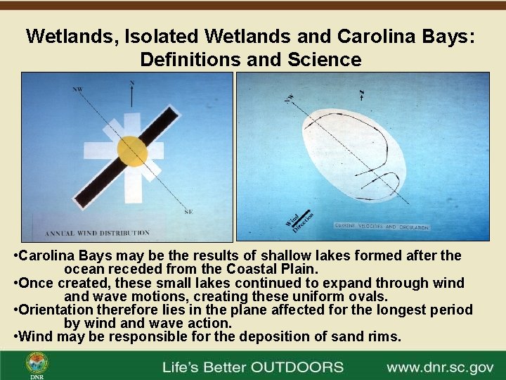 Wetlands, Isolated Wetlands and Carolina Bays: Definitions and Science • Carolina Bays may be