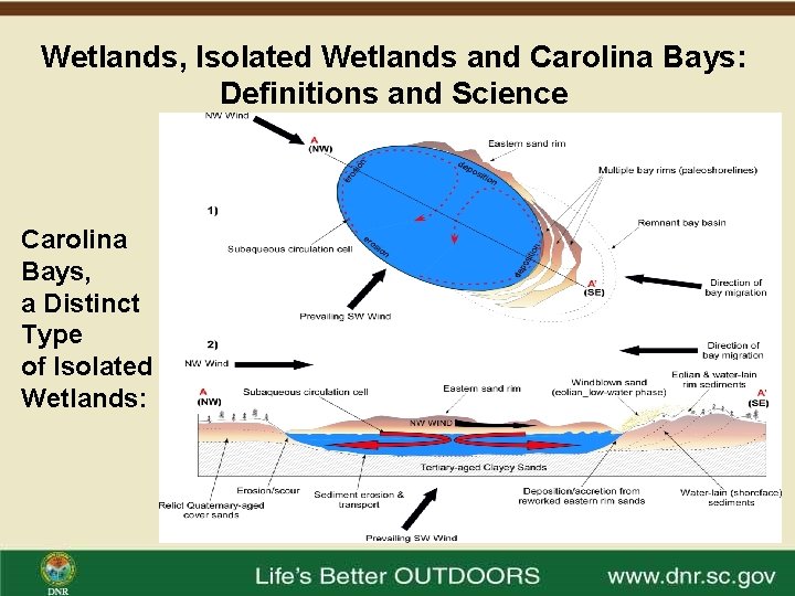 Wetlands, Isolated Wetlands and Carolina Bays: Definitions and Science Carolina Bays, a Distinct Type