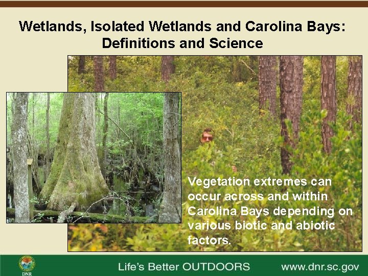 Wetlands, Isolated Wetlands and Carolina Bays: Definitions and Science Vegetation extremes can occur across