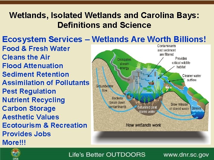 Wetlands, Isolated Wetlands and Carolina Bays: Definitions and Science Ecosystem Services – Wetlands Are