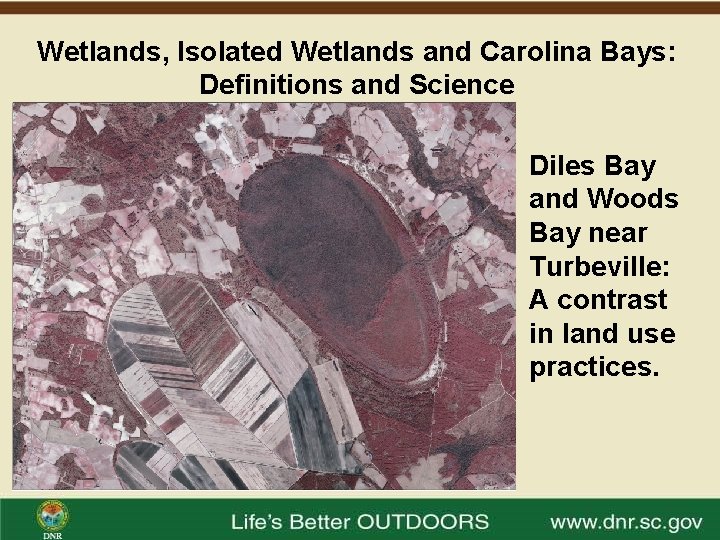 Wetlands, Isolated Wetlands and Carolina Bays: Definitions and Science Diles Bay and Woods Bay