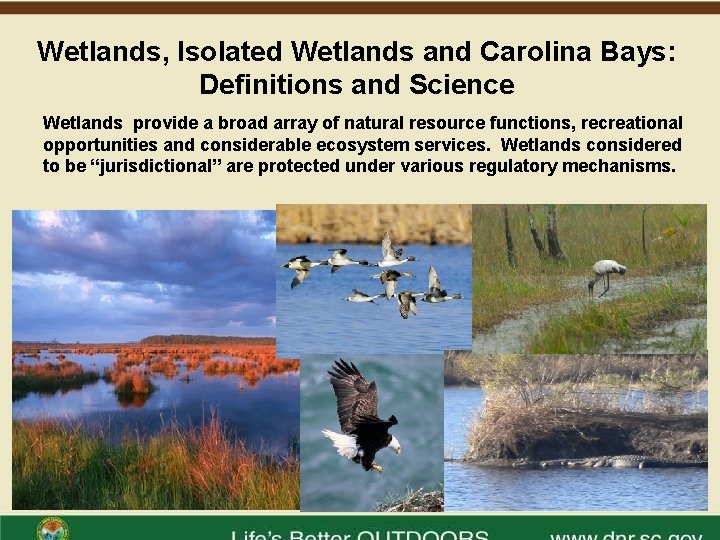 Wetlands, Isolated Wetlands and Carolina Bays: Definitions and Science Wetlands provide a broad array