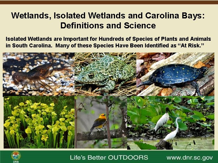 Wetlands, Isolated Wetlands and Carolina Bays: Definitions and Science Isolated Wetlands are Important for