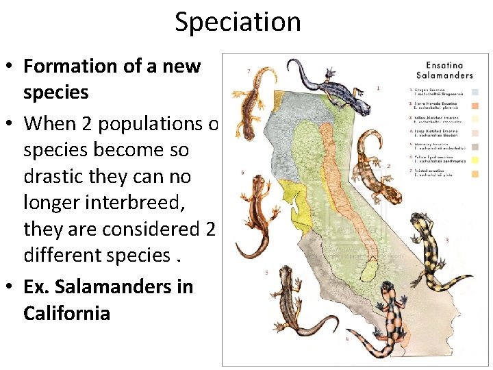 Speciation • Formation of a new species • When 2 populations of species become