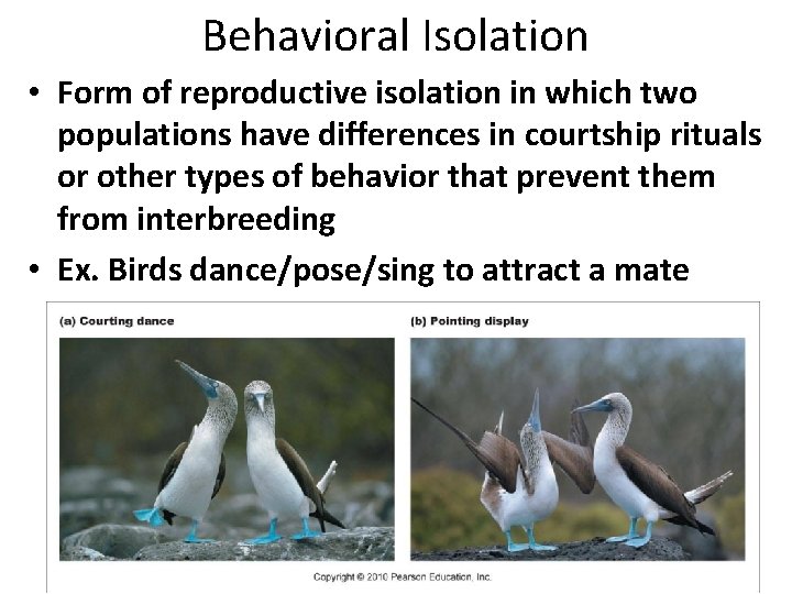 Behavioral Isolation • Form of reproductive isolation in which two populations have differences in