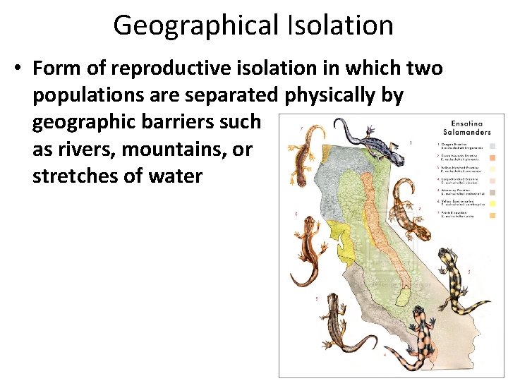 Geographical Isolation • Form of reproductive isolation in which two populations are separated physically