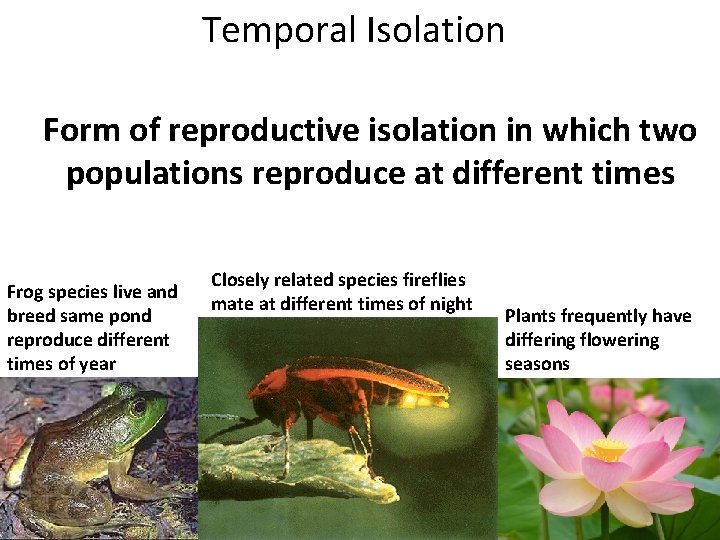 Temporal Isolation Form of reproductive isolation in which two populations reproduce at different times