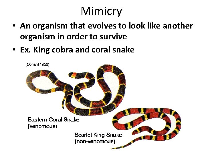 Mimicry • An organism that evolves to look like another organism in order to