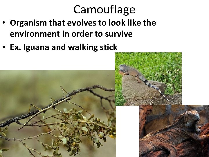 Camouflage • Organism that evolves to look like the environment in order to survive