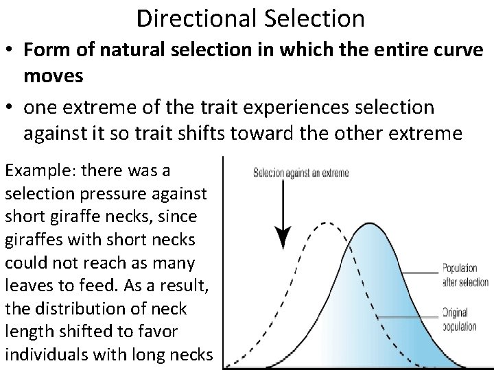 Directional Selection • Form of natural selection in which the entire curve moves •