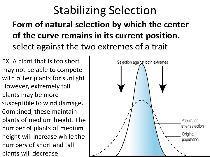 Stabilizing Selection Form of natural selection by which the center of the curve remains