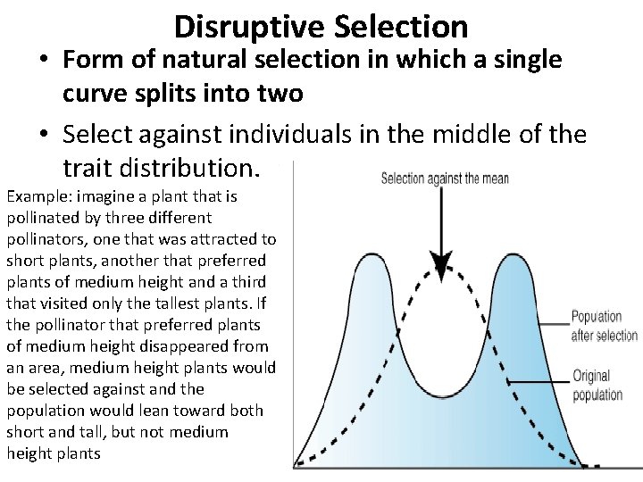 Disruptive Selection • Form of natural selection in which a single curve splits into