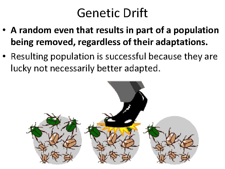 Genetic Drift • A random even that results in part of a population being