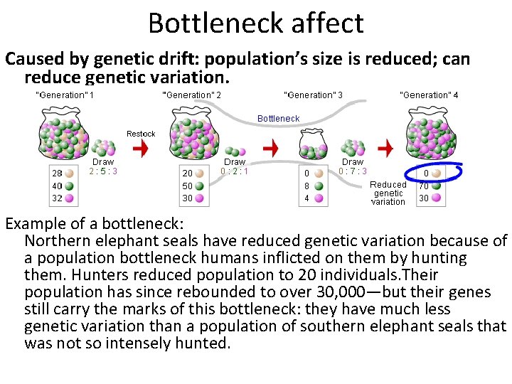 Bottleneck affect Caused by genetic drift: population’s size is reduced; can reduce genetic variation.