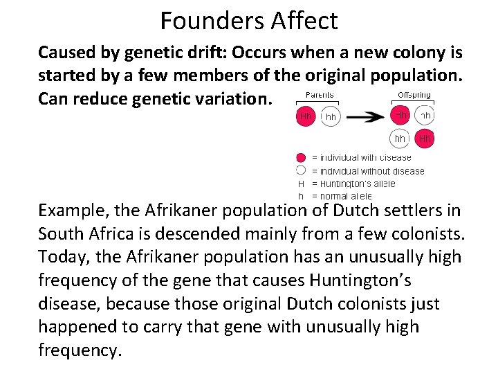 Founders Affect Caused by genetic drift: Occurs when a new colony is started by