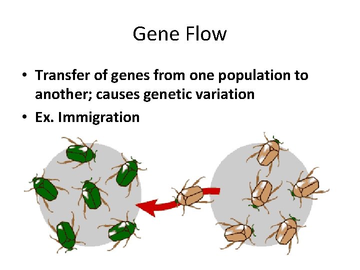 Gene Flow • Transfer of genes from one population to another; causes genetic variation