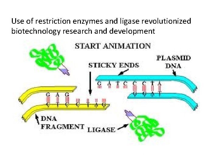 Use of restriction enzymes and ligase revolutionized biotechnology research and development 