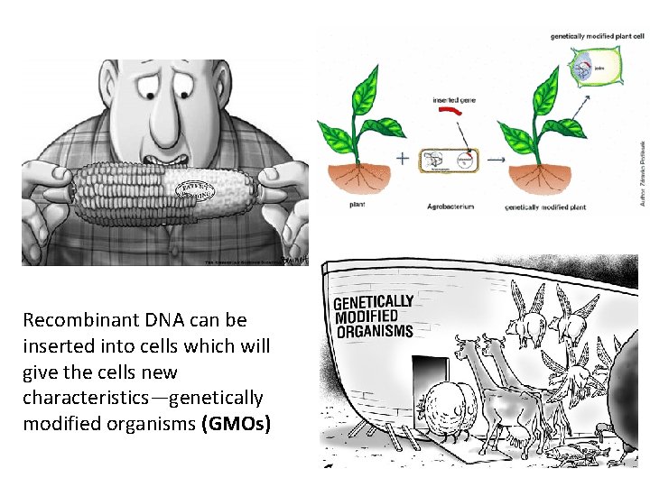 Recombinant DNA can be inserted into cells which will give the cells new characteristics—genetically