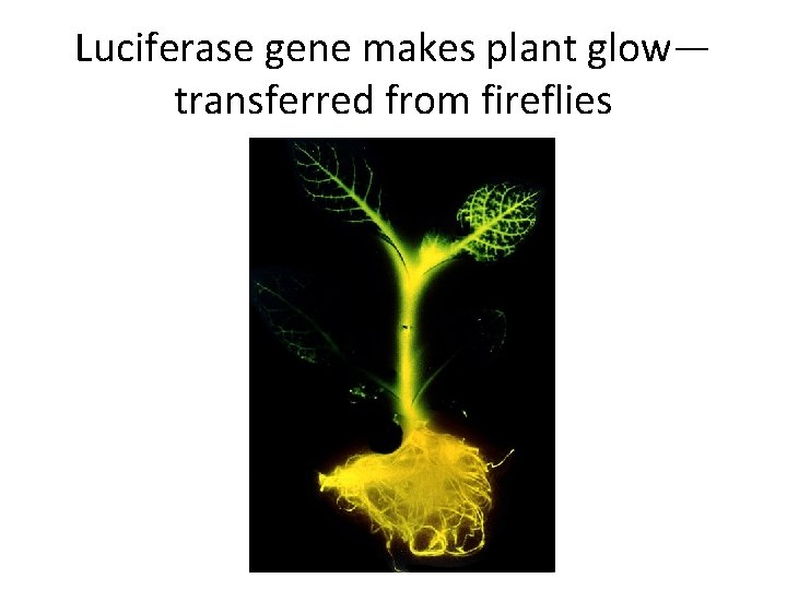 Luciferase gene makes plant glow— transferred from fireflies 