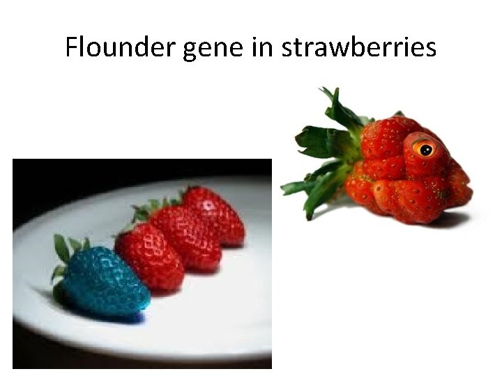 Flounder gene in strawberries 