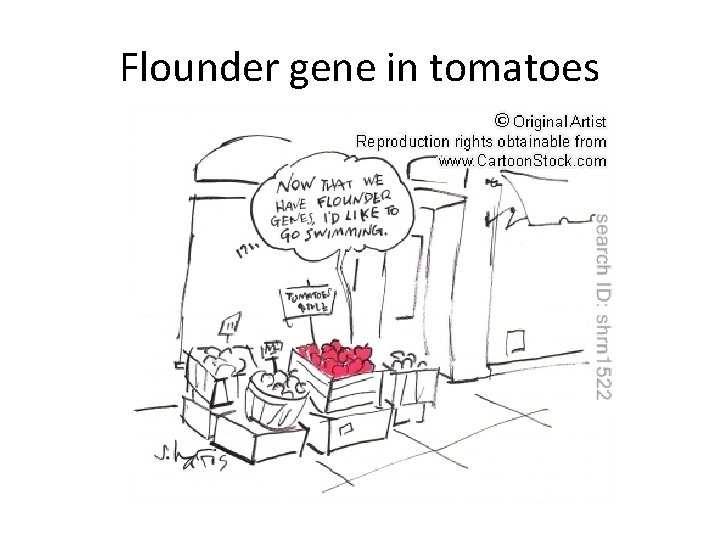 Flounder gene in tomatoes 