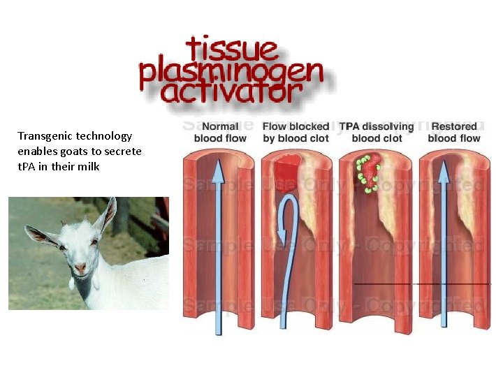 Transgenic technology enables goats to secrete t. PA in their milk 