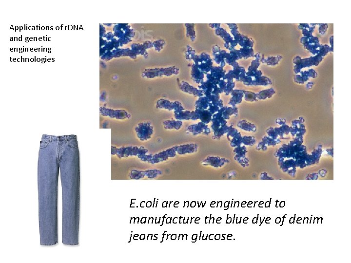 Applications of r. DNA and genetic engineering technologies E. coli are now engineered to