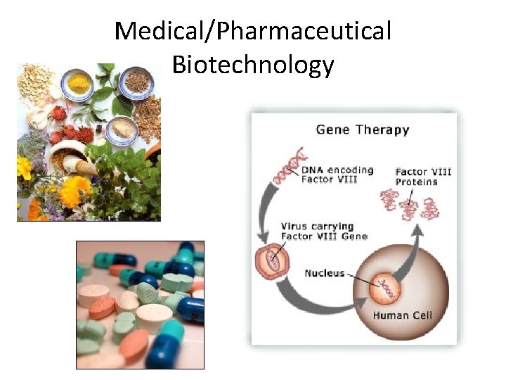Medical/Pharmaceutical Biotechnology 