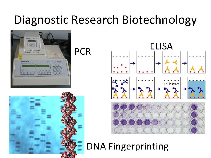 Diagnostic Research Biotechnology PCR ELISA DNA Fingerprinting 