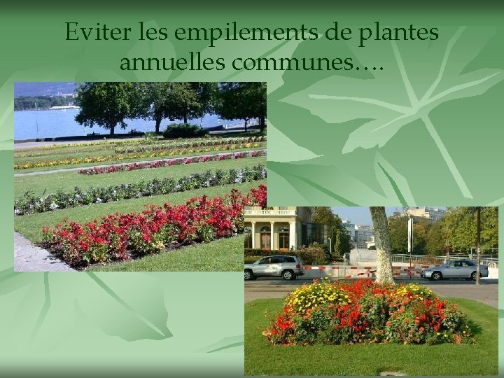 Eviter les empilements de plantes annuelles communes…. 