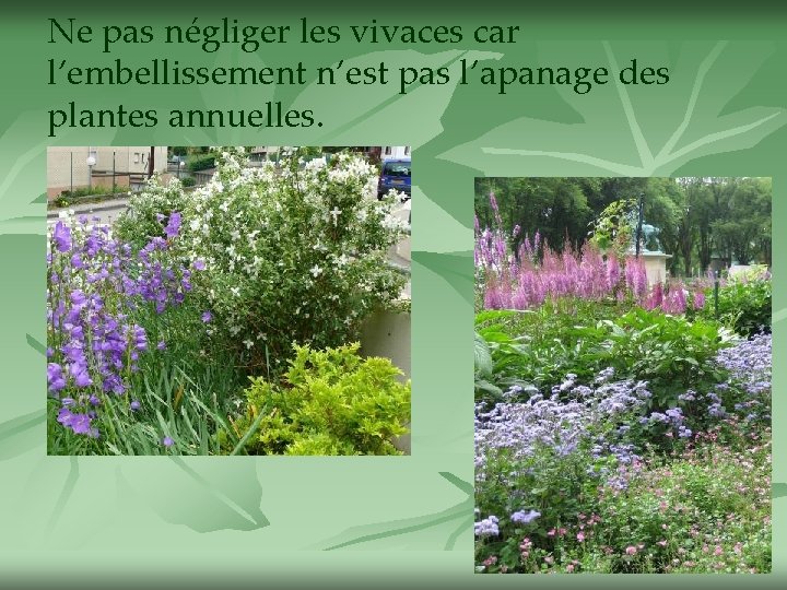 Ne pas négliger les vivaces car l’embellissement n’est pas l’apanage des plantes annuelles. 