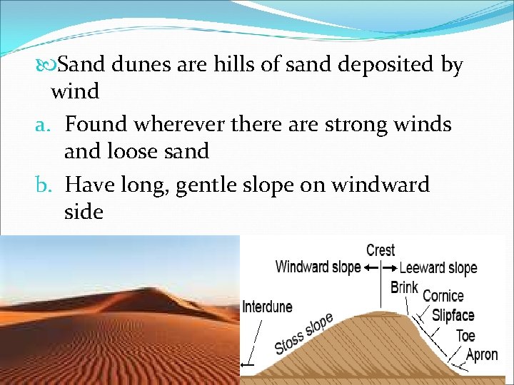  Sand dunes are hills of sand deposited by wind a. Found wherever there