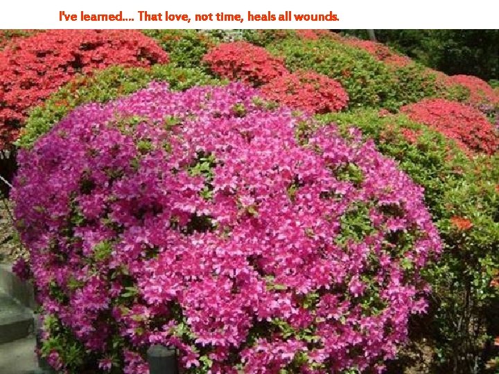 I've learned. . That love, not time, heals all wounds. 