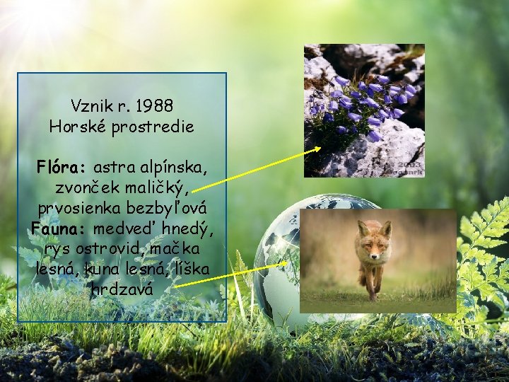 Vznik r. 1988 Horské prostredie Flóra: astra alpínska, zvonček maličký, prvosienka bezbyľová Fauna: medveď