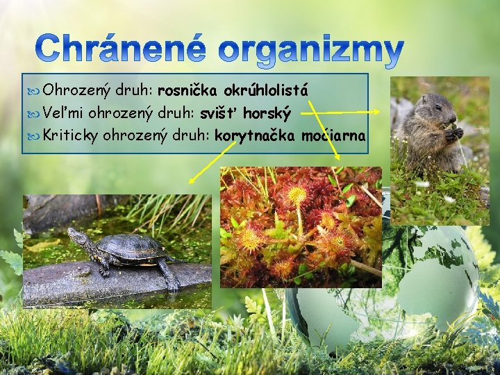  Ohrozený druh: rosnička okrúhlolistá Veľmi ohrozený druh: svišť horský Kriticky ohrozený druh: korytnačka