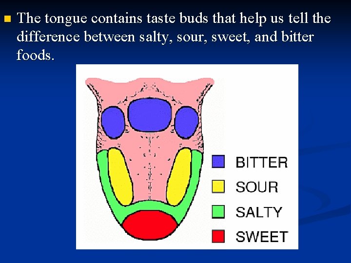 n The tongue contains taste buds that help us tell the difference between salty,