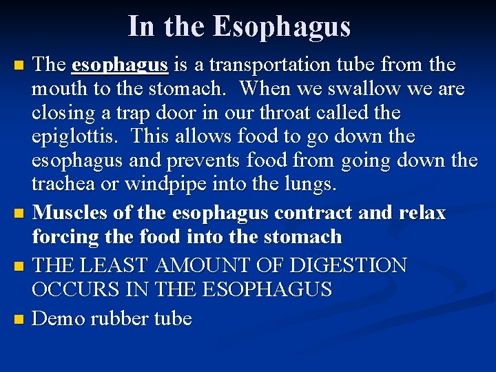 In the Esophagus The esophagus is a transportation tube from the mouth to the