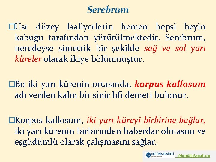 Serebrum �Üst düzey faaliyetlerin hemen hepsi beyin kabuğu tarafından yürütülmektedir. Serebrum, neredeyse simetrik bir