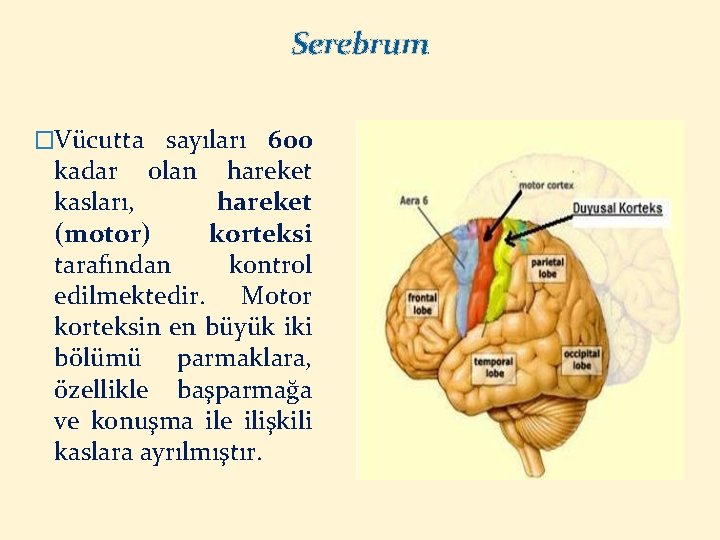 Serebrum �Vücutta sayıları 600 kadar olan hareket kasları, hareket (motor) korteksi tarafından kontrol edilmektedir.