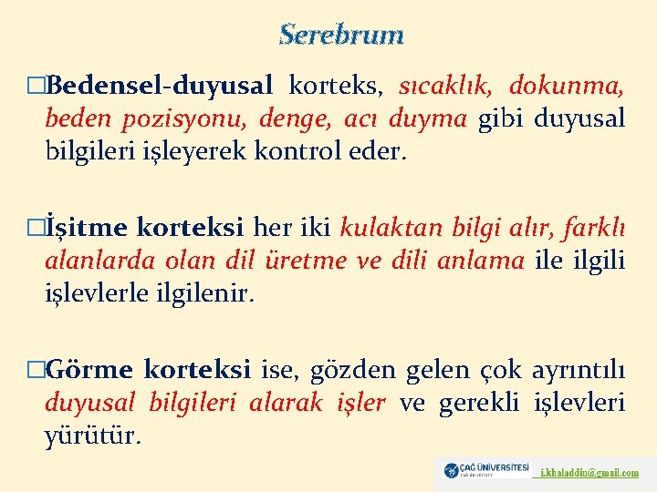 Serebrum �Bedensel-duyusal korteks, sıcaklık, dokunma, beden pozisyonu, denge, acı duyma gibi duyusal bilgileri işleyerek