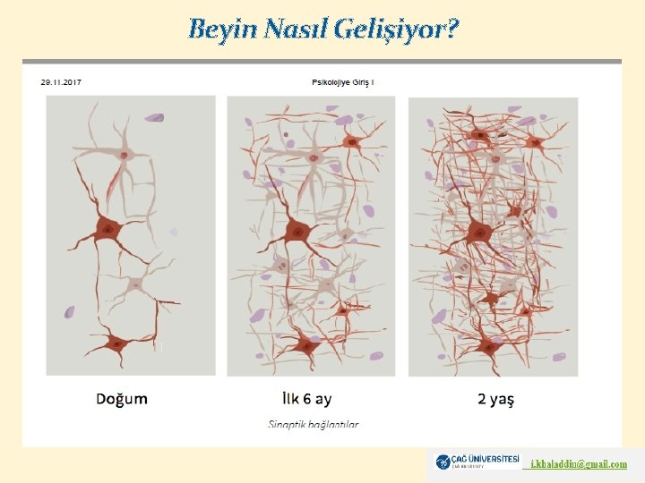 Beyin Nasıl Gelişiyor? 