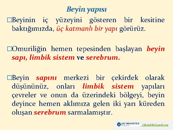 Beyin yapısı �Beyinin iç yüzeyini gösteren bir kesitine baktığımızda, üç katmanlı bir yapı görürüz.